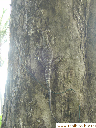 It scurried up a tree when I tried to go near it. It's a huge lizard, a good four feet (1.3m) long, if not longer