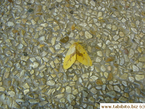 A yellow-winged moth on the beach