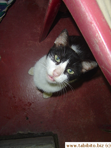This cat in Prawn Bay Restaurant in Langkawi ate all the prawn heads and chunks of chicken in our noodle dish