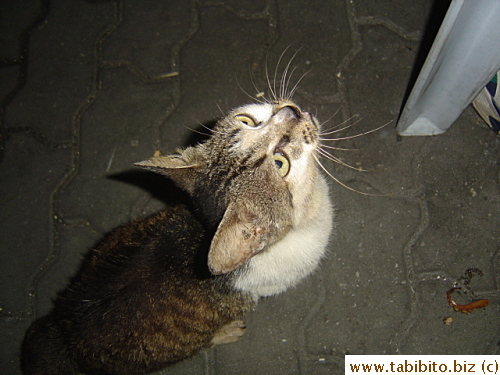 This cat would not leave us alone for the entire meal.  It wouldn't eat the squid but loved the crab, so finicky!