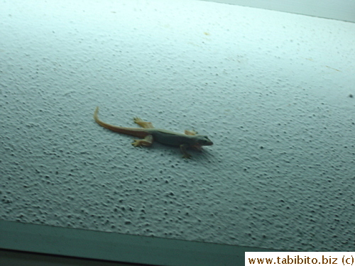 A lizard in the Chinese Restaurant in Langkawi