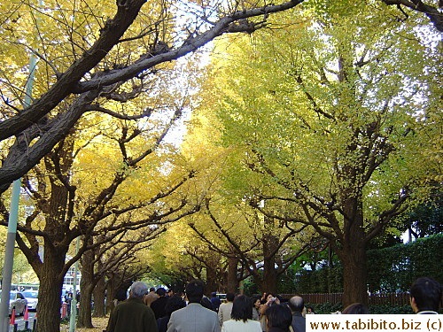 Walking under the trees could have been so much more romantic without the horde of people