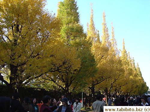 Can't get enough of those trees