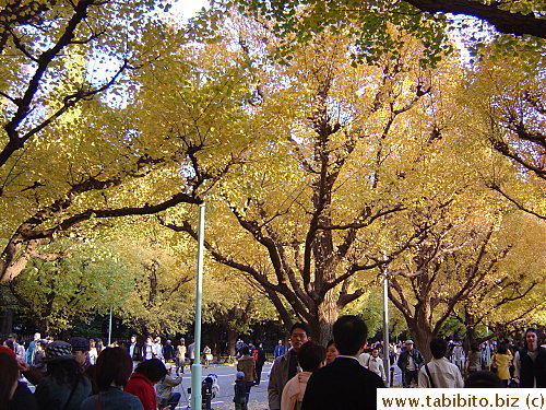 More golden leaves for you