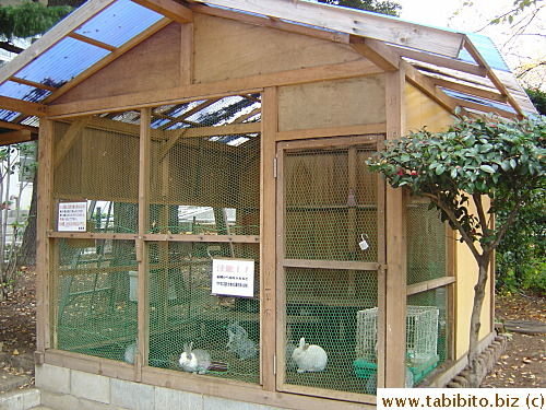 Rabbit shed