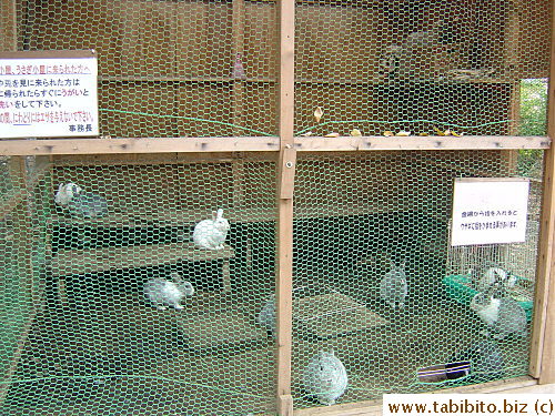 The sign on the left tells people who have come to see the rabbits to gargle and wash their hands as soon as they return home.  Gargle too??