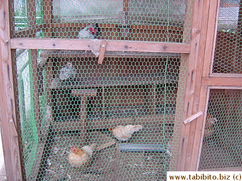 Chicken shed