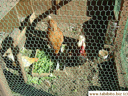 Chicken feeding