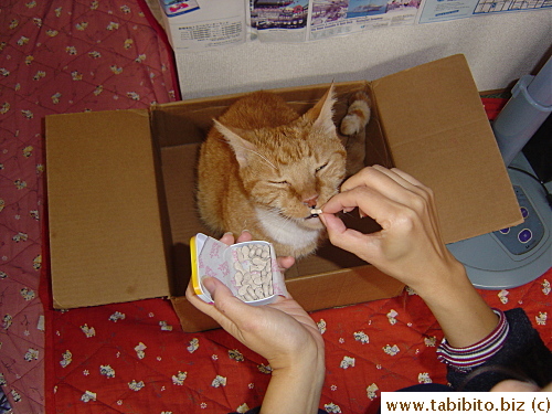 Food-loving cat
