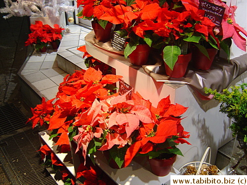Poinsettia on sale in Shibuya