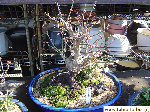 White plum bonsai