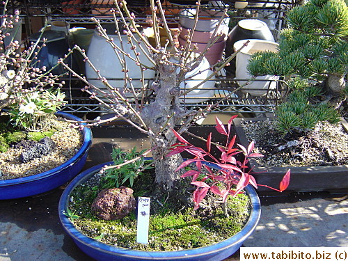 This one has a maple tree in it