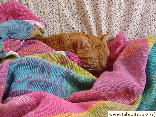 Daifoo under cover