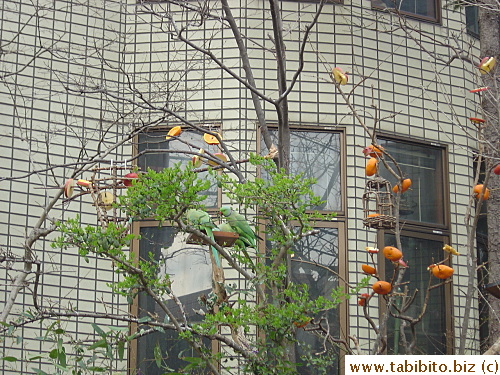 A couple of fairly large green parrots having their meal