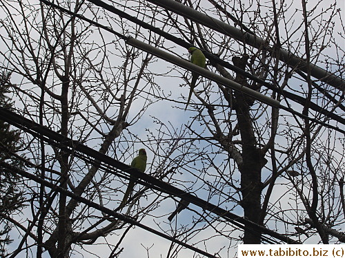 Another two on the power line (waiting for their turn?)