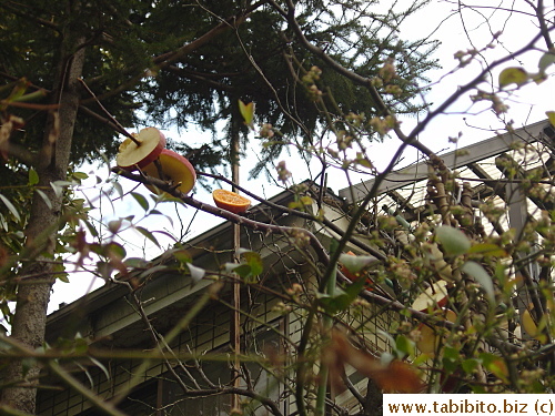 These parrots obviously like apples and oranges