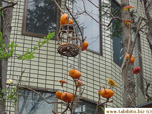 The people of this house are wonderfully nice enough to dedicate a part of their yard to feed the green parrots.