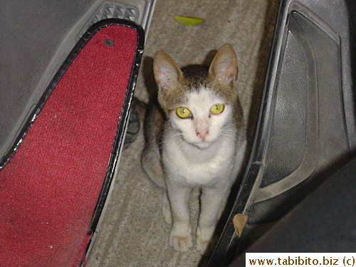 Taiwanese cat