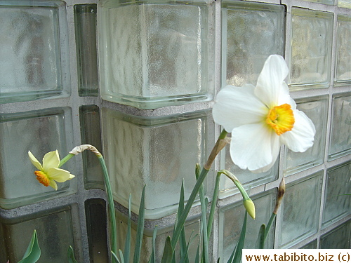 Newly bloomed Professor Einstein has soft yellow petals which become white in a few days