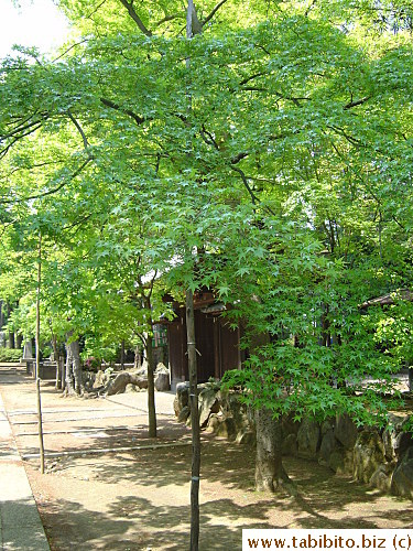 This is the exactly the type of Japanese maple tree we used to have in our garden in Sydney