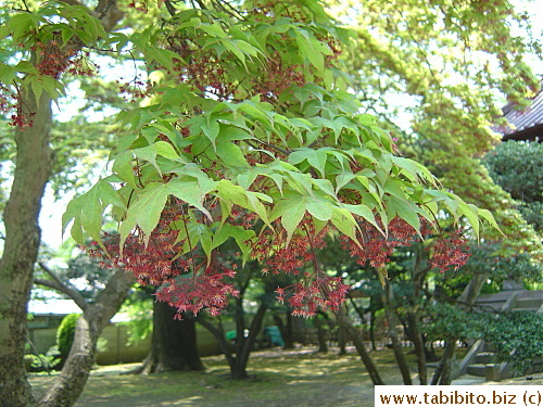 It produces clusters of burgundy flowers