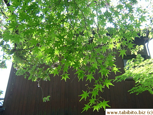 Vibrant green foliage in summer