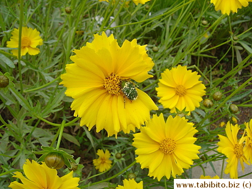 An ugly bug on a flower