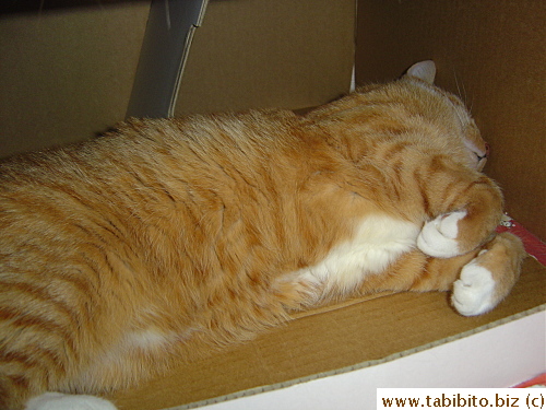 Daifoo takes a nap in his house