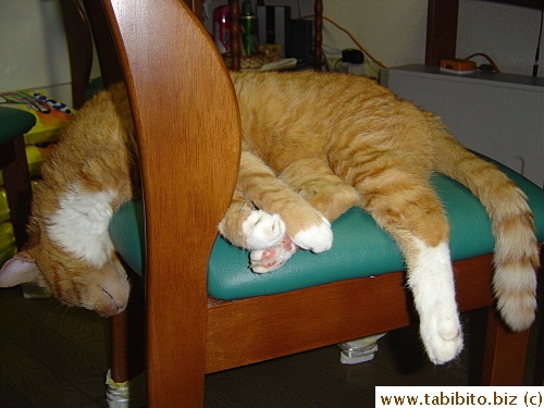One of Daifoo's unusual sleeping poses