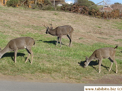 Spotted some deer on our ride after lunch