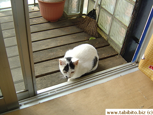 Kitten in the balcony