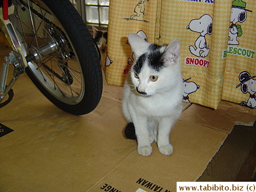 Kitten in the apartment as mother looks on