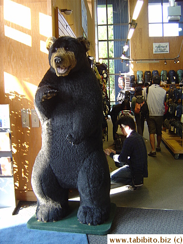 A bear guards the entrance of a sporting goods store