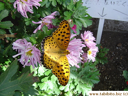 A beautiful moth on our chrysanthemum