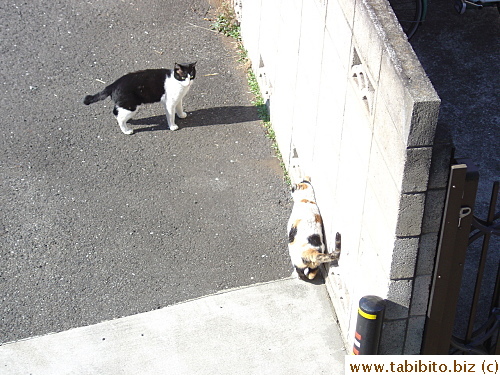 A tom cat marks Mama Cat in the parking lot