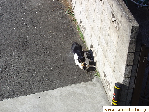 Tom Cat makes his move by first gripping Mama Cat's scruff with his teeth