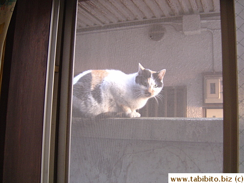 I open the window to address Mama Cat