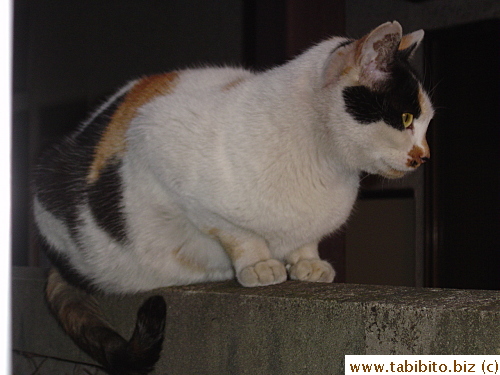 Close-up of pregnant Mama Cat