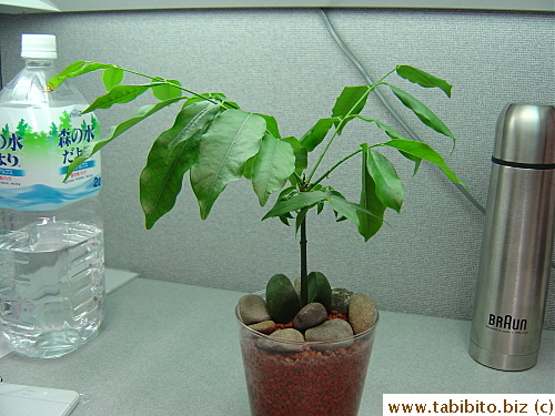 A plant--Australian chestnut--on KL's desk.  It has a pair of 