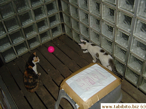 The calico kitten promptly joins in the fun