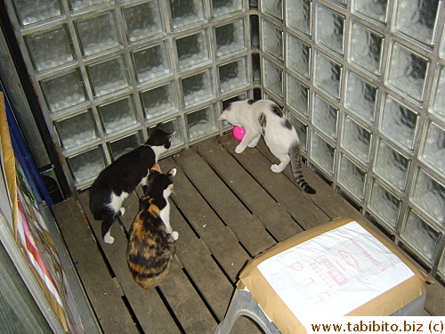 Finally all three kittens want to play with the ball