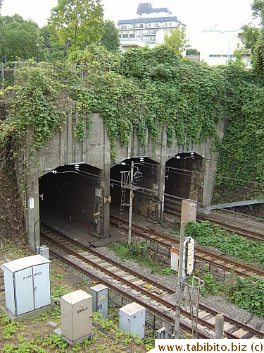 The tunnel through which it burrows underground
