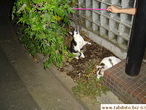 They loved to play catch with the stick