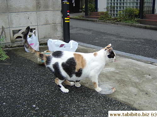 Mrs Y used to go to the corner of the parking lot in front of our apt to feed Mama Cat and her kids.  Now that the cats all hang around her house, she doesn't need to bring over the food anymore