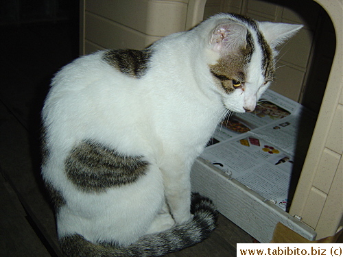 Sacca showing the first sign of unwellness (Leukemia) when he was lethargic and refused food (in Nov 2006).  He would gaze at the floor for a long time and not moved