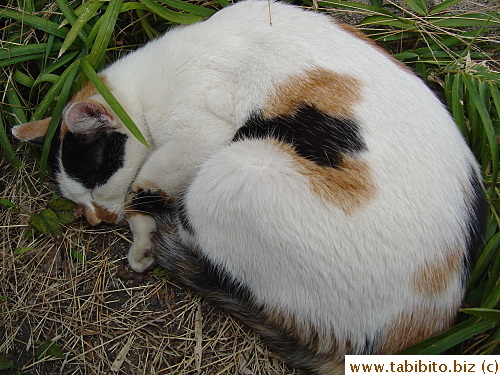 Mama Cat used to sleep on a patch of weed in the parking lot edge when she hung around our apt area