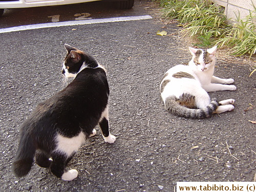 Neegau and Sacca in the carpark