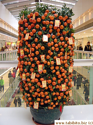 Big New Year plant
