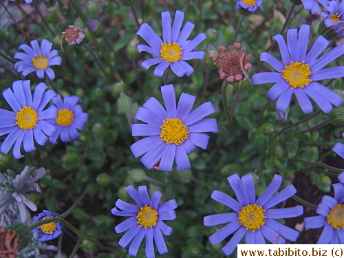 Cute little daisies