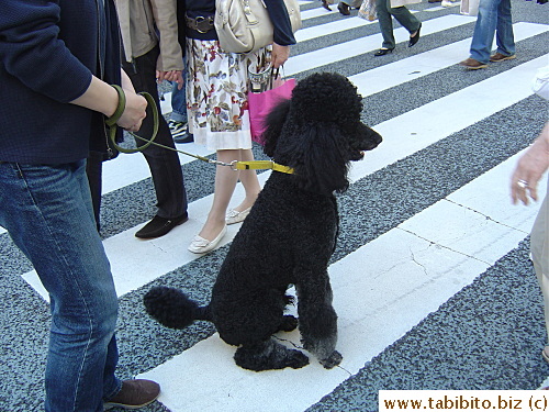In Ginza's main shopping street, we saw many proud dog owners including this one with the big black poodle